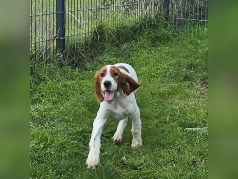 Irish Red and White Setter "Erin", geb. 29.07.2025