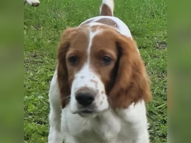 Irish Red and White Setter "Énya", geb. 29.07.2025