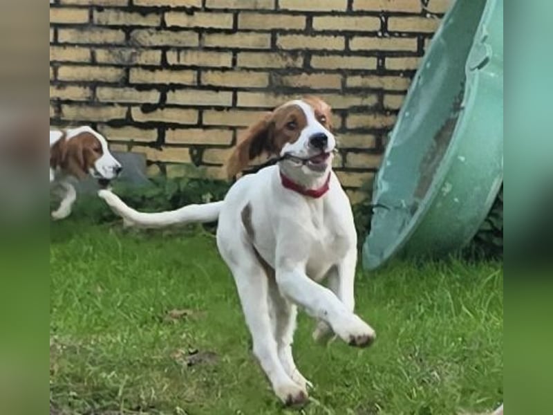 Irish Red and White Setter "Éala", geb. 29.07.2025