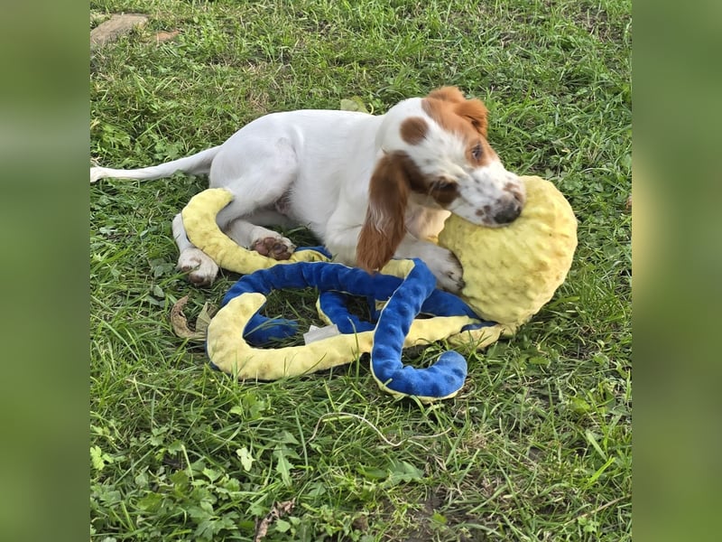 Irish Red and White Setter "Ellie", geb. 29.07.2025
