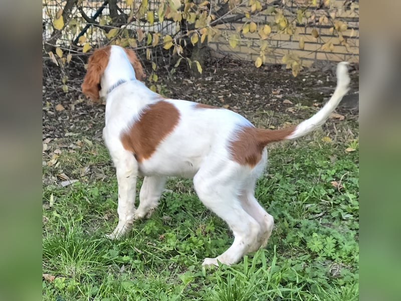 Irish Red and White Setter "Eragon", geb. 29.07.2025