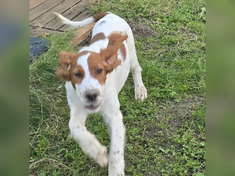 Irish Red and White Setter "Eamon", geb. 29.07.2025
