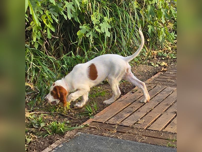 Irish Red and White Setter "Ellie", geb. 29.07.2025