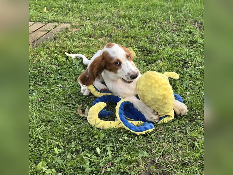 Irish Red and White Setter "Ellie", geb. 29.07.2025