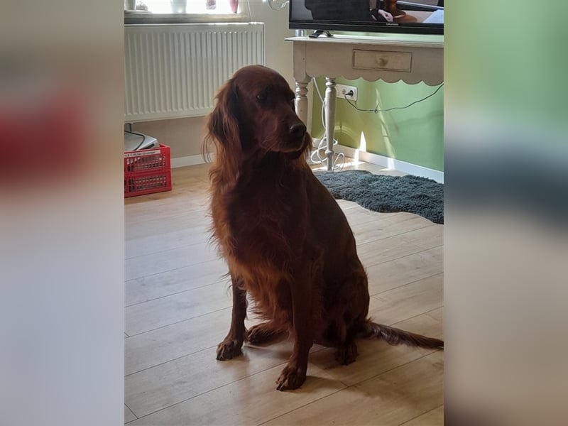 Irish-Red-Setter Welpe