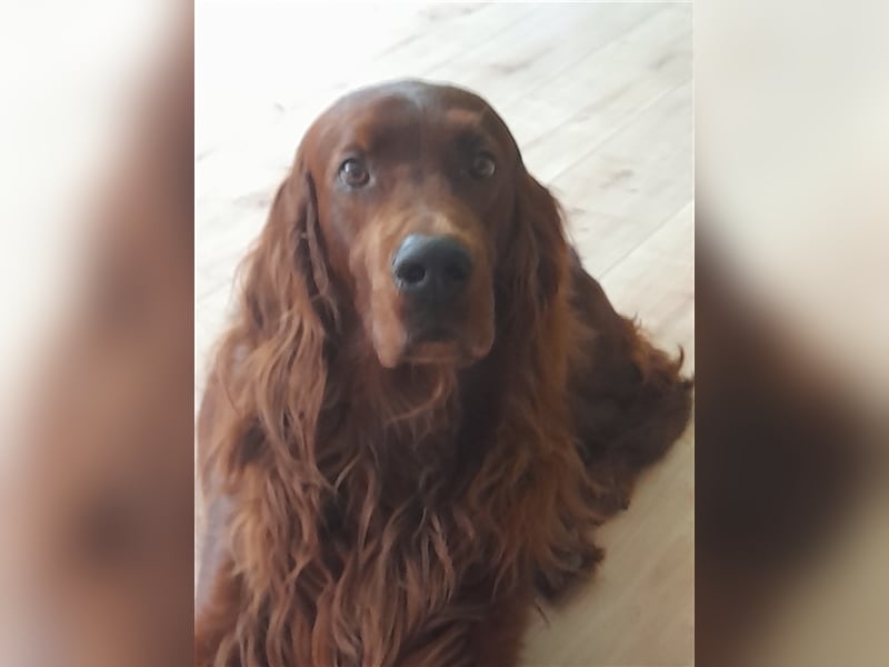 Irish-Red-Setter Welpe