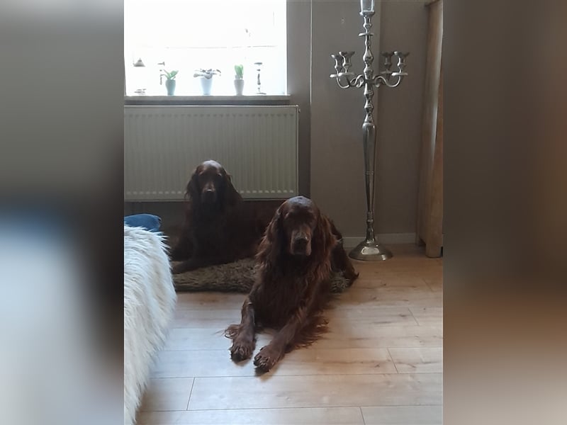 Irish-Red-Setter Welpe