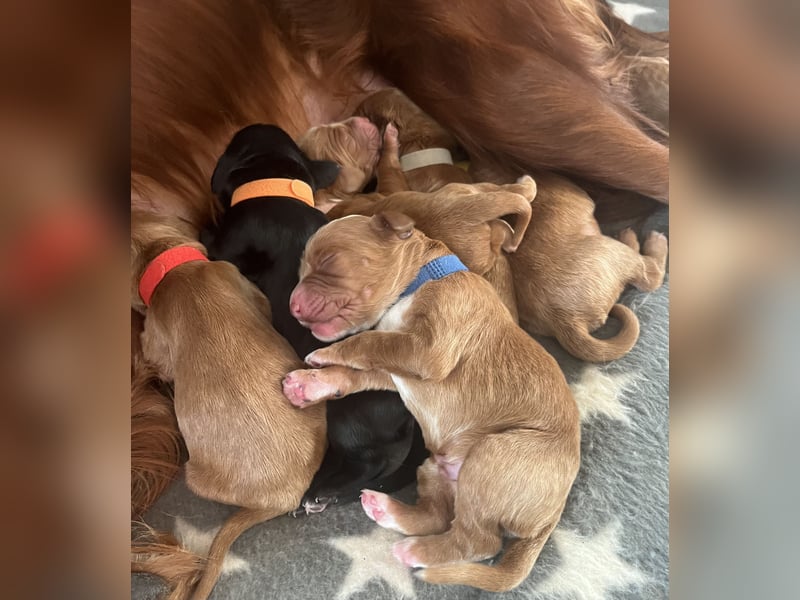 Setter Welpen suchen ein Zuhause