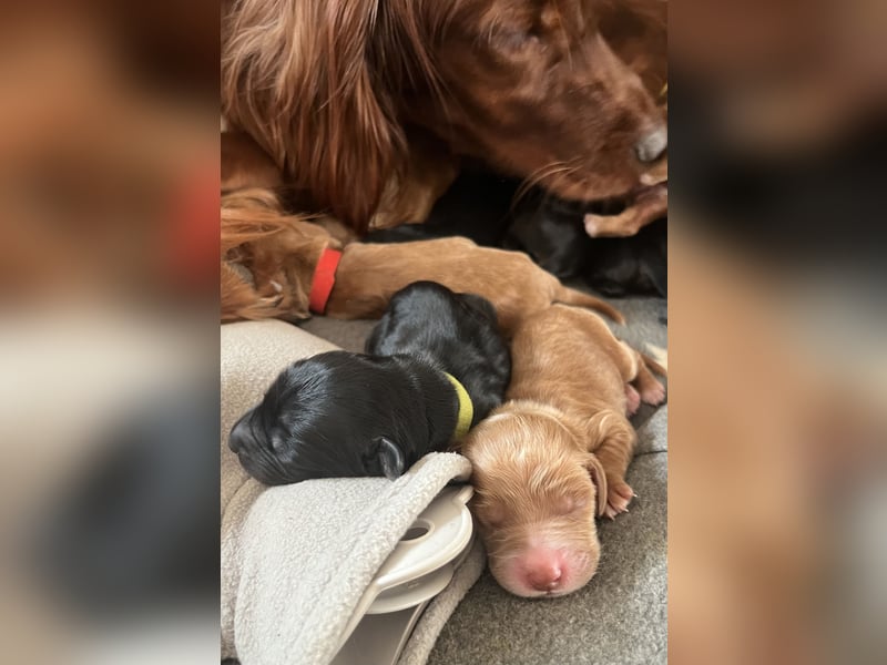 Setter Welpen suchen ein Zuhause