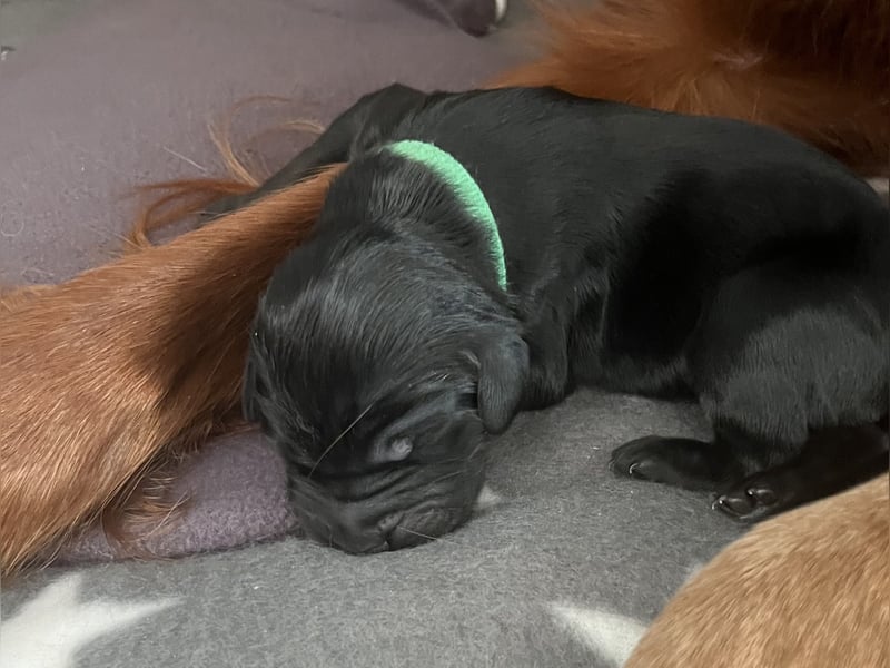 Setter Welpen suchen ein Zuhause