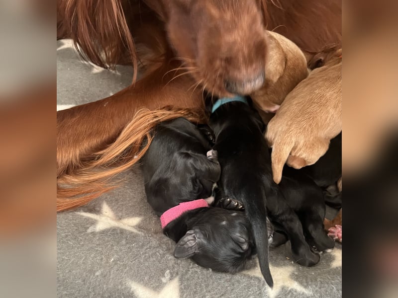 Setter Welpen suchen ein Zuhause