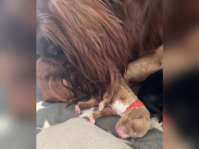 Setter Welpen suchen ein Zuhause