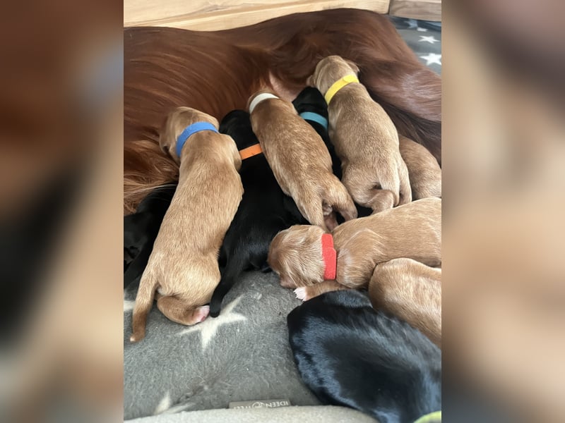 Setter Welpen suchen ein Zuhause