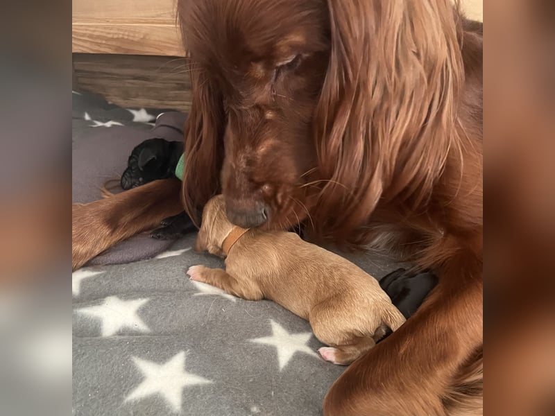 Setter Welpen suchen ein Zuhause