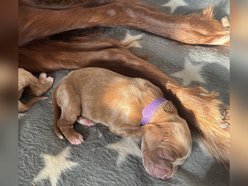 Setter Welpen suchen ein Zuhause