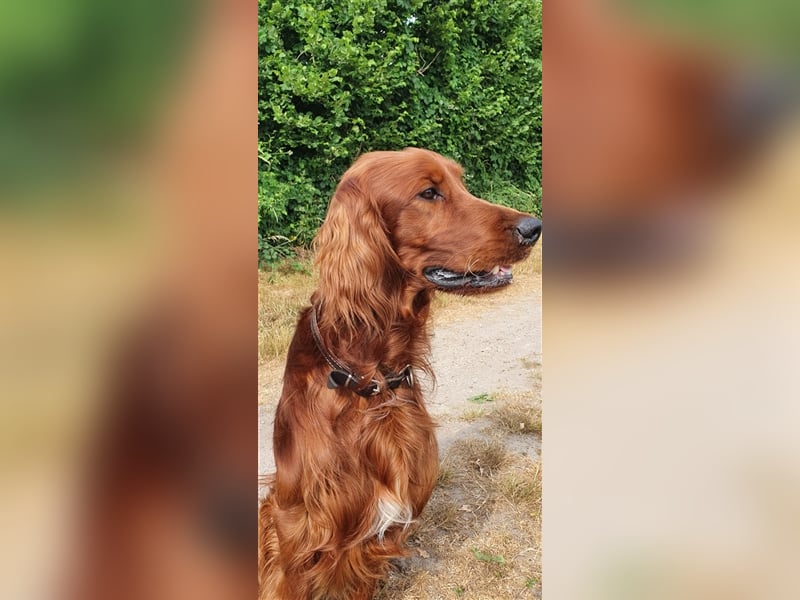 Irish Setter Deckrüde