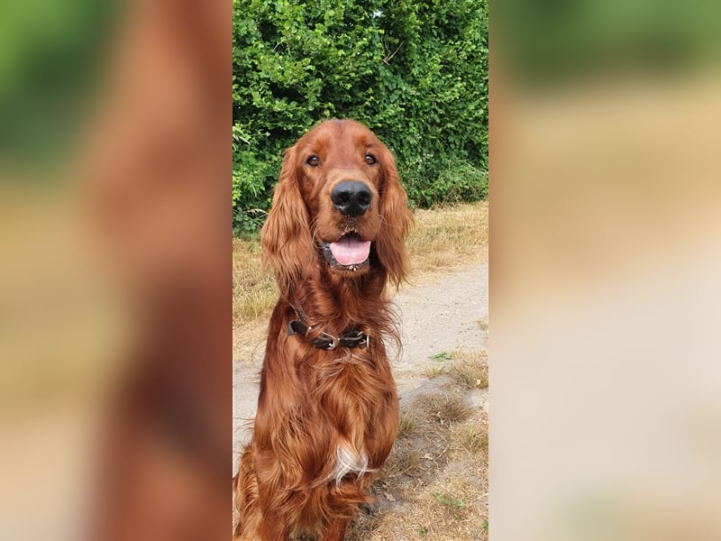 Irish Setter Deckrüde