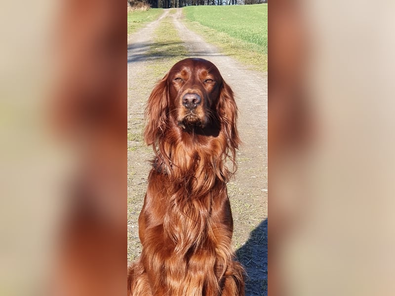 Irish Setter Deckrüde