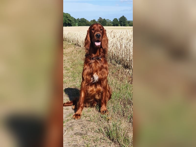 Irish Setter Deckrüde