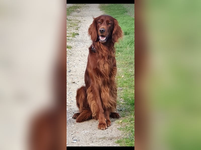 Irish Setter Deckrüde