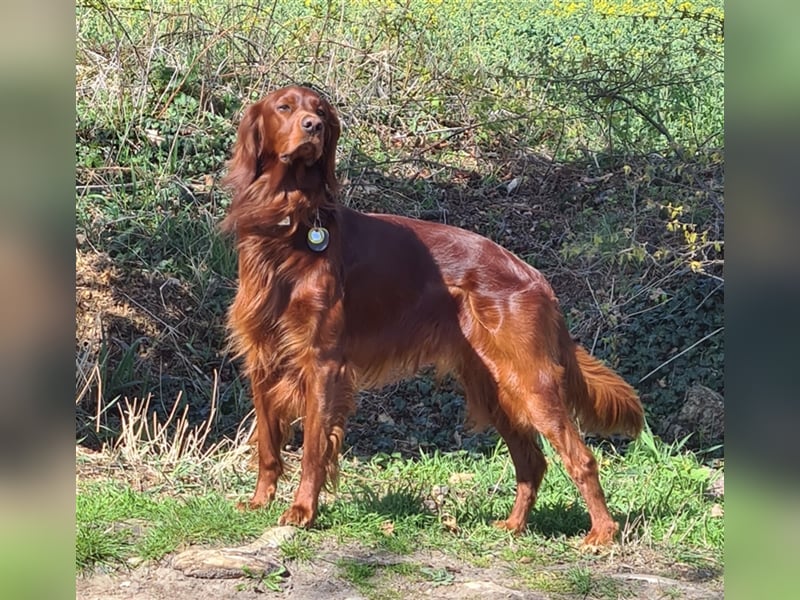 Irish Setter Deckrüde