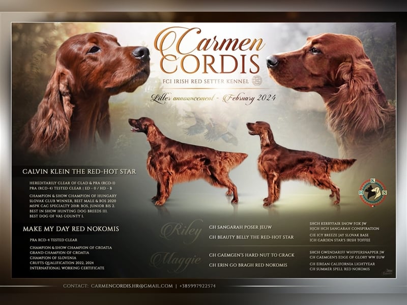 Irish setter Welpen