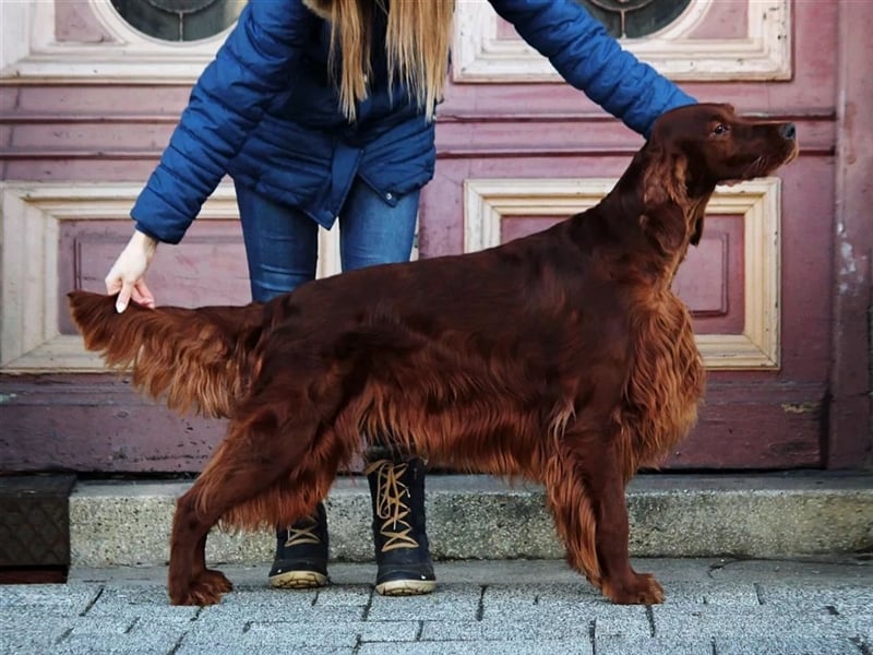 Irish setter Welpen