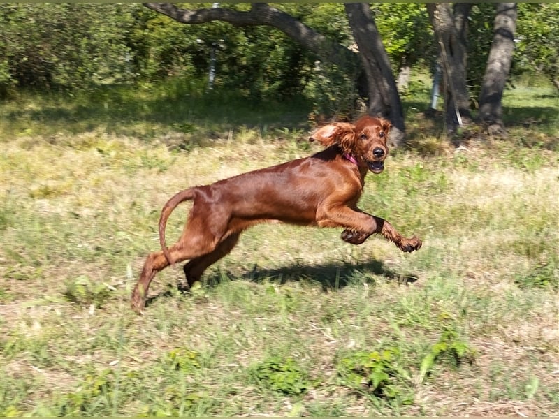 Irish setter Welpen