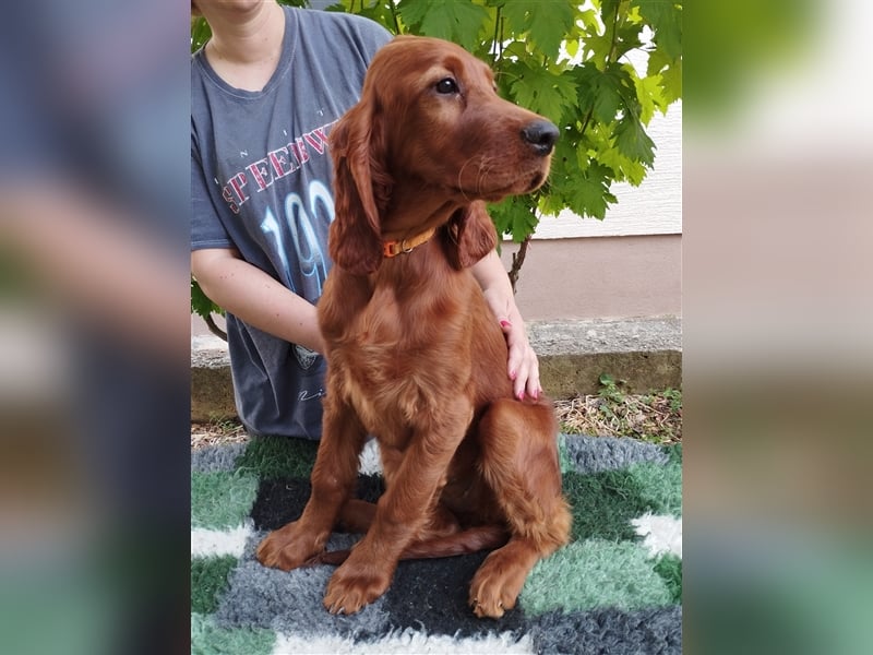 Irish setter Welpen