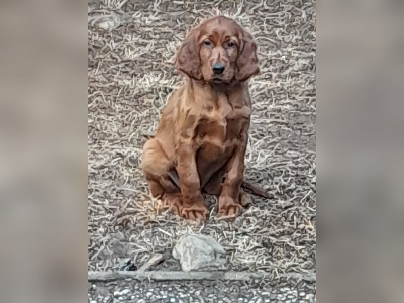 Irish Red Setter Welpen