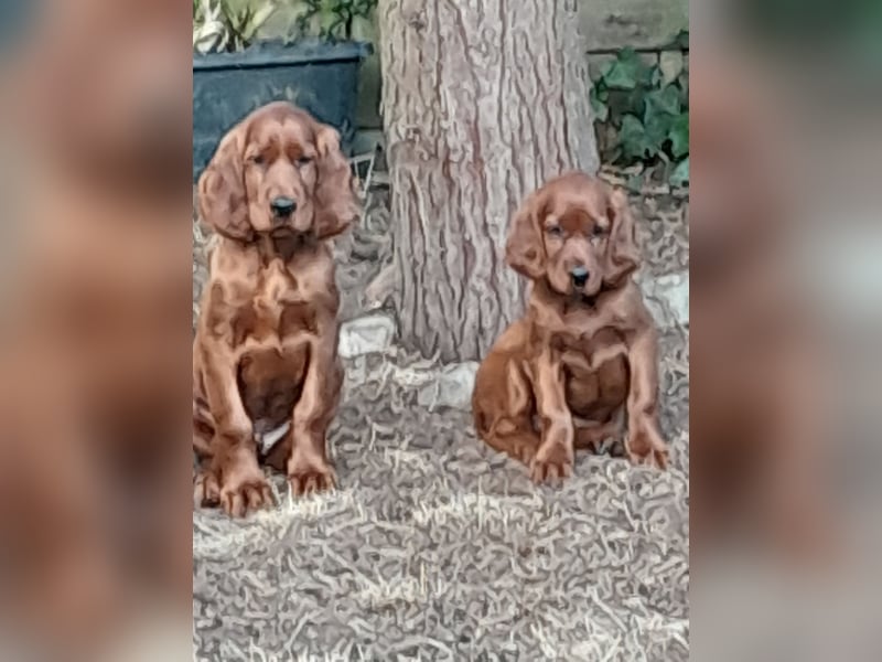 Irish Red Setter Welpen
