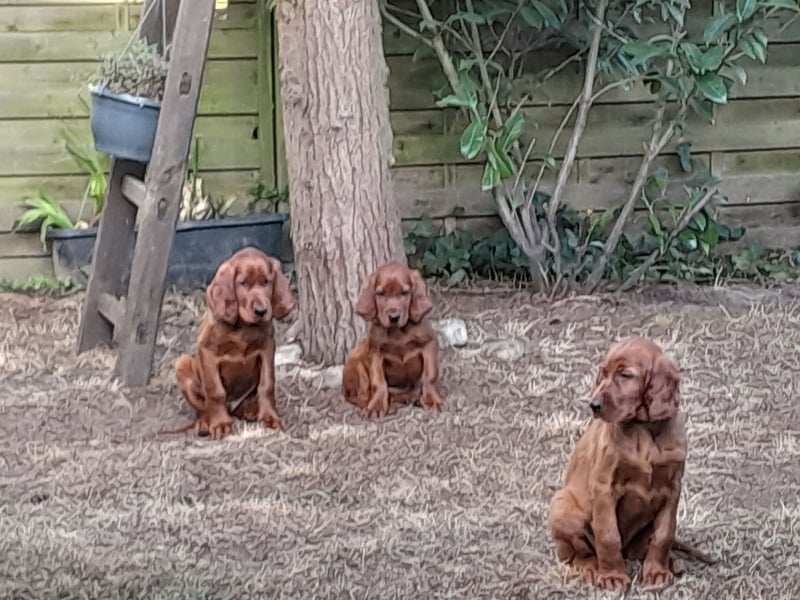 Irish Red Setter Welpen
