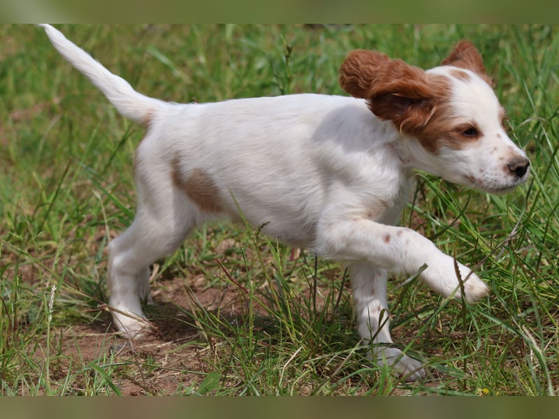  Arwen – Irish Red and White Setter Hündin sucht ihr Herzenszuhause 