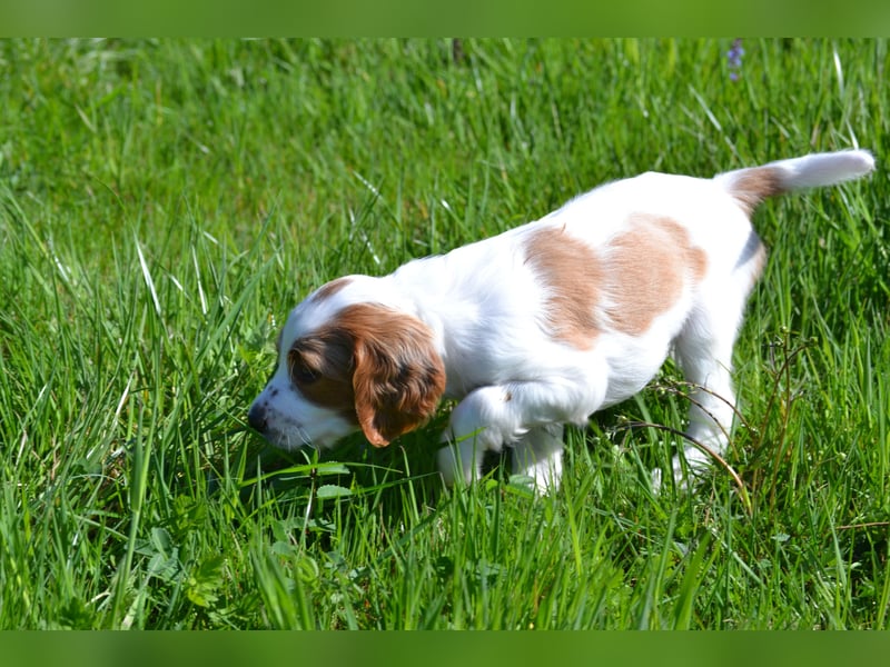 Süßer Fratz - Irish Red and White Setter