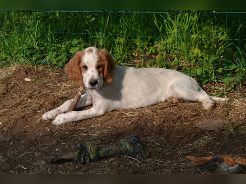  Arwen – Irish Red and White Setter Hündin sucht ihr Herzenszuhause 