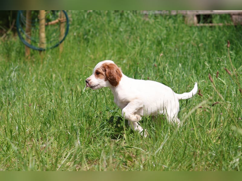  Arwen – Irish Red and White Setter Hündin sucht ihr Herzenszuhause 
