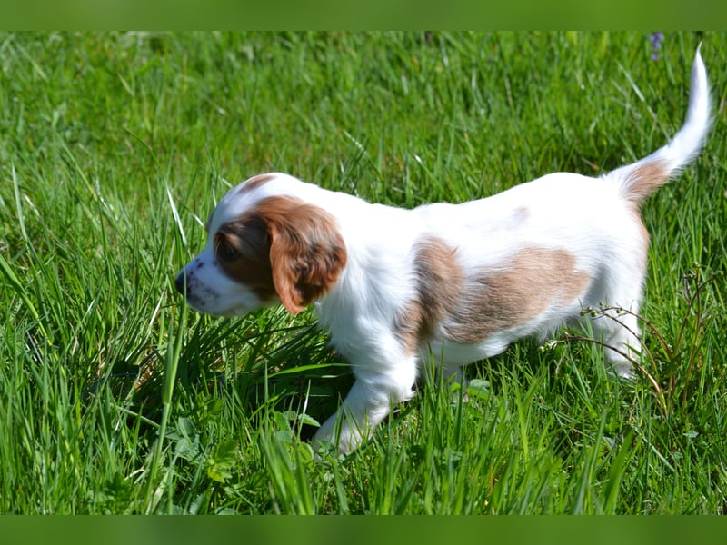 Süßer Fratz - Irish Red and White Setter