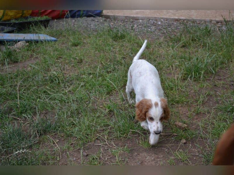  Arwen – Irish Red and White Setter Hündin sucht ihr Herzenszuhause 