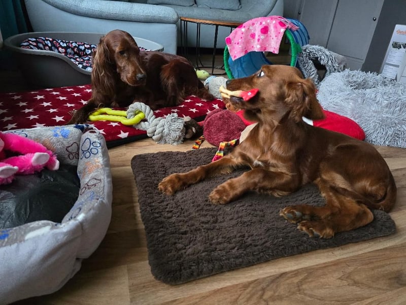 Irish Setter Welpen reinrassig Hündin