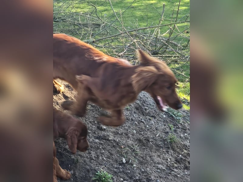 Irish Setter Welpen reinrassig Hündin