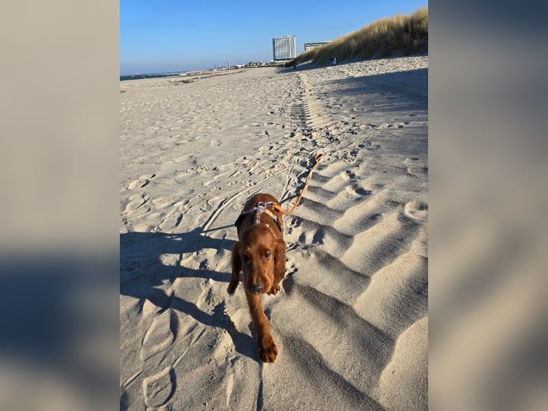 Irish Setter Welpen reinrassig Hündin
