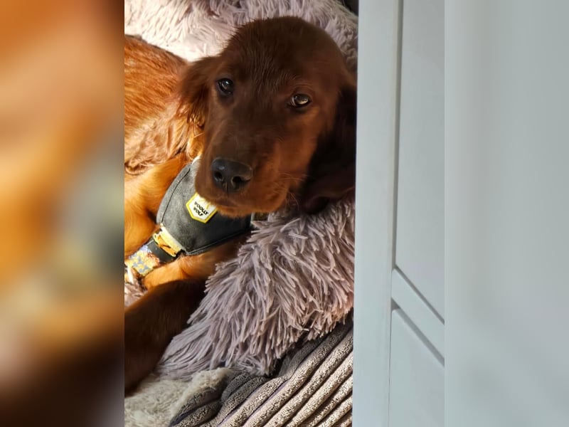 Irish Setter Welpen reinrassig Hündin