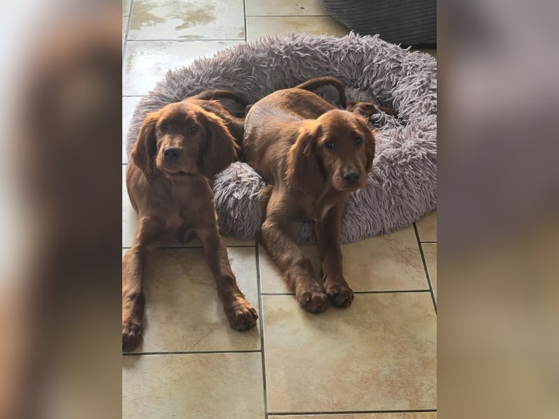 Irish Setter Welpen reinrassig Hündin