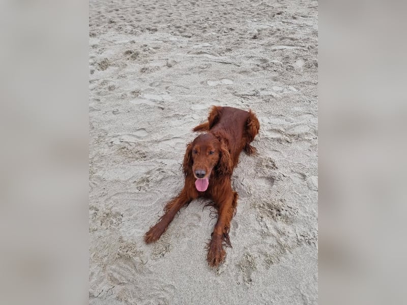Irish Setter Welpen reinrassig Hündin