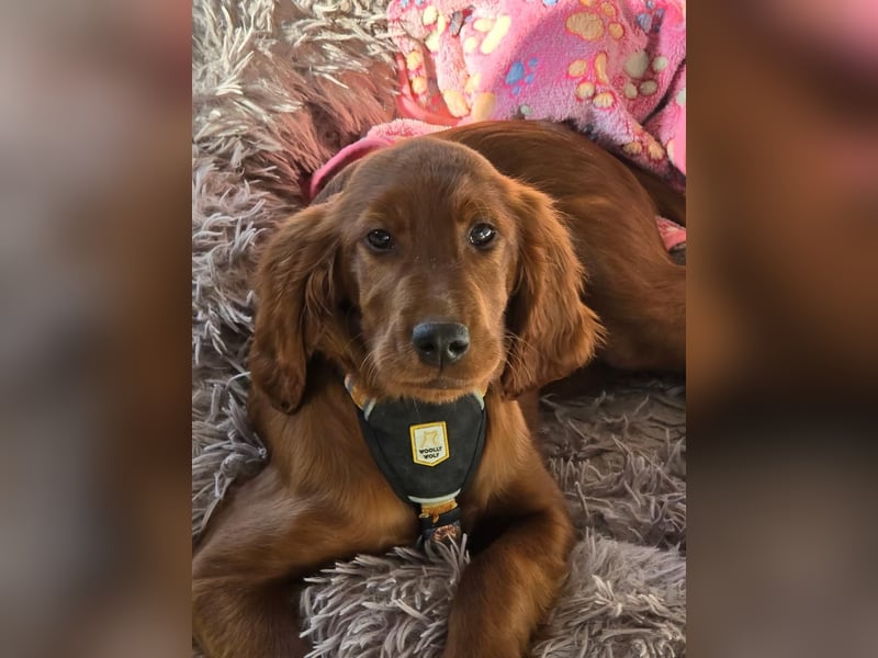Irish Setter Welpen reinrassig Hündin