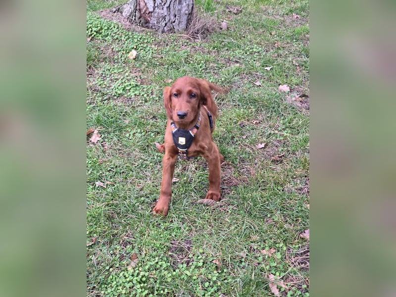 Irish Setter Welpen reinrassig Hündin
