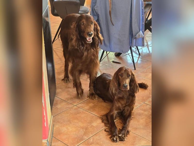 Irish Setter Welpen reinrassig Hündin