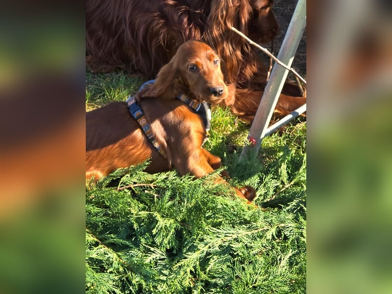 Irish Setter Welpen reinrassig Hündin