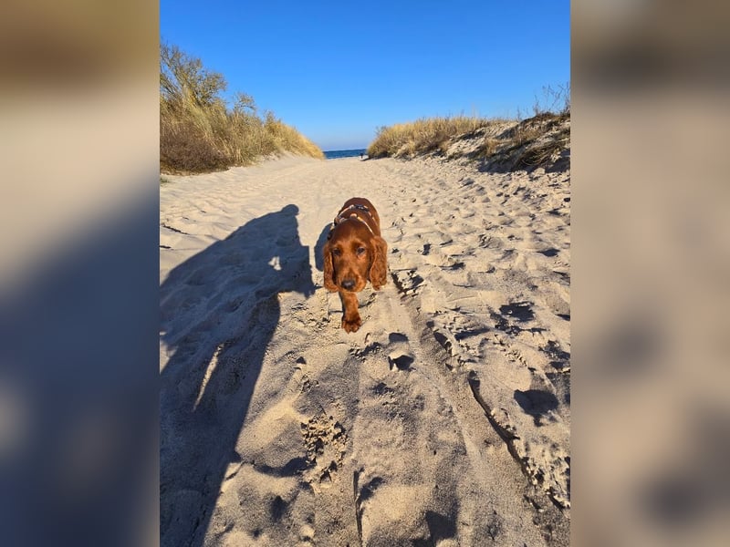 Irish Setter Welpen reinrassig Hündin