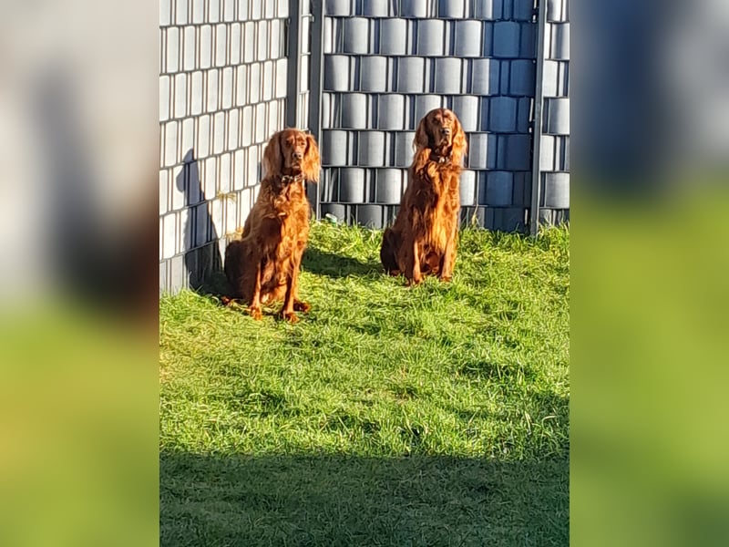 Irish Red Setter